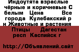 Индоутята взраслые чёрные и коричневые С белым › Цена ­ 450 - Все города, Кулебакский р-н Животные и растения » Птицы   . Дагестан респ.,Каспийск г.